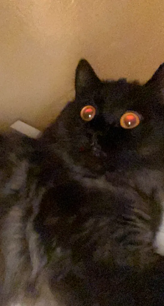 Cats online 1104 Cats in All Cities (UAE) price list Page10