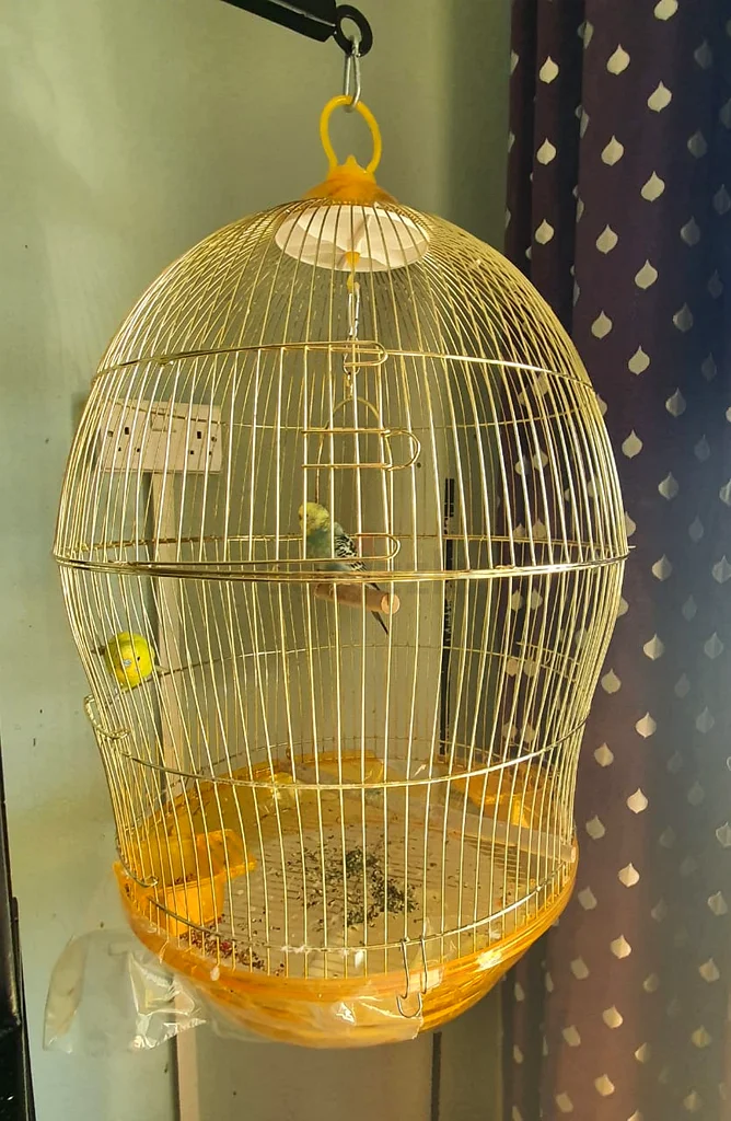 Birds online 28 Birds in Sharjah price list