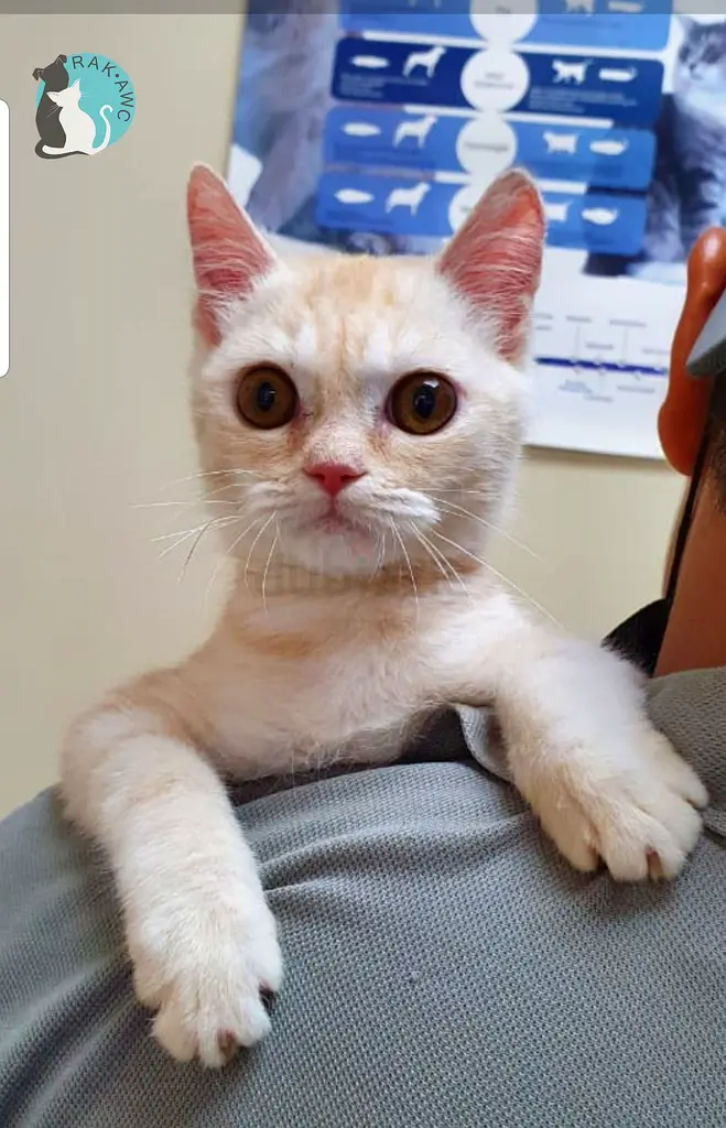 Cats online 340 Cats in Dubai price list