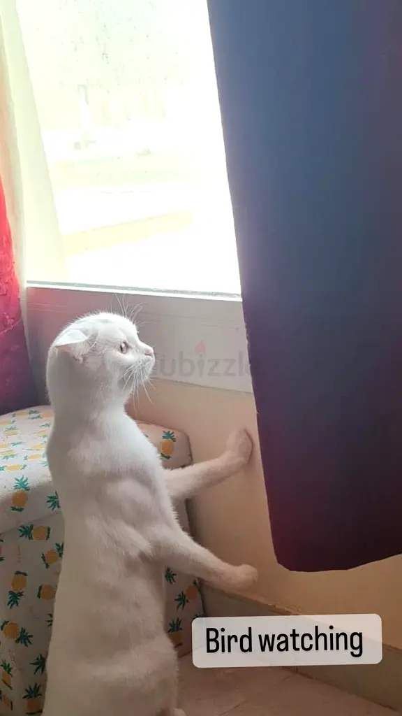 Pets for Free Adoption online 55 Pets for Free Adoption in Dubai