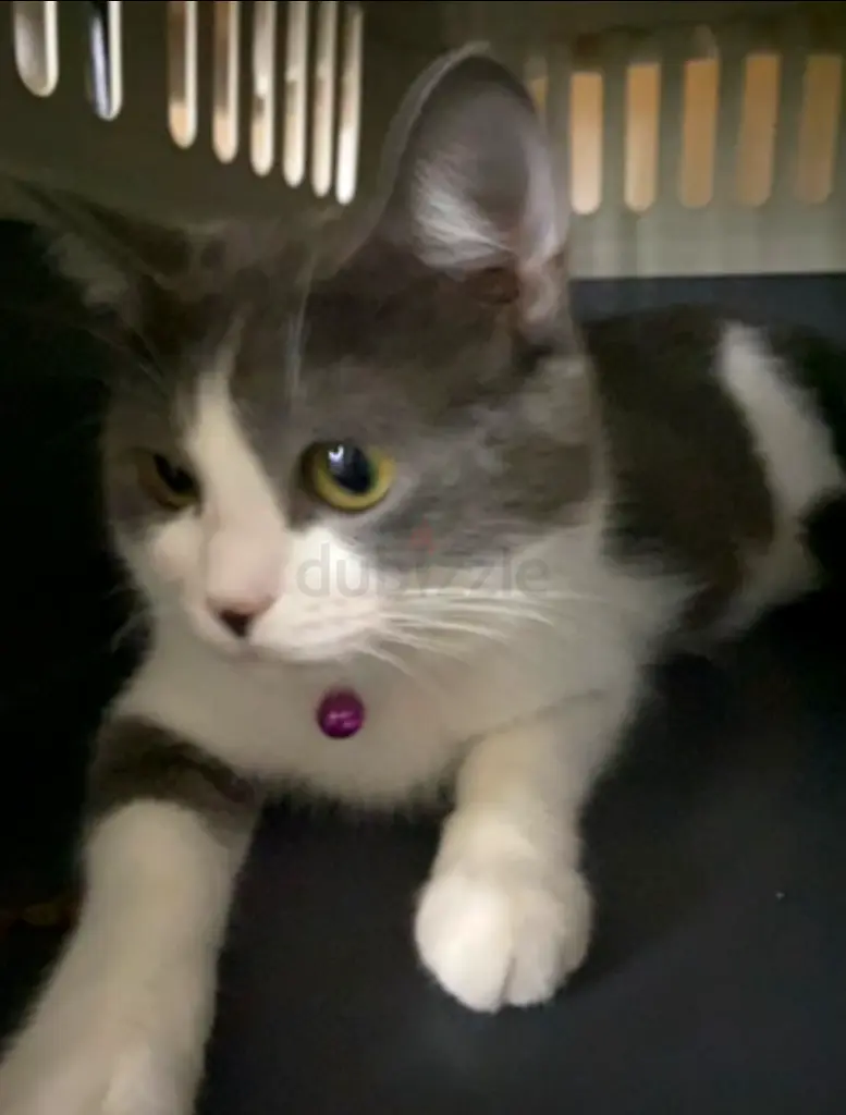 Cats online 1169 Cats in All Cities (UAE) price list Page29