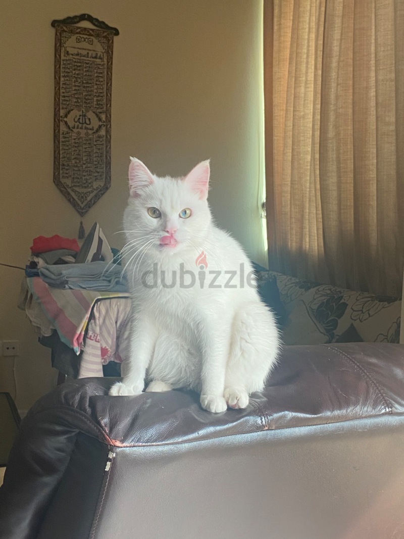 Cats online - 341 Cats in Abu Dhabi | price list | dubizzle