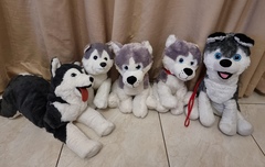 Husky stuffed toys - various sizes