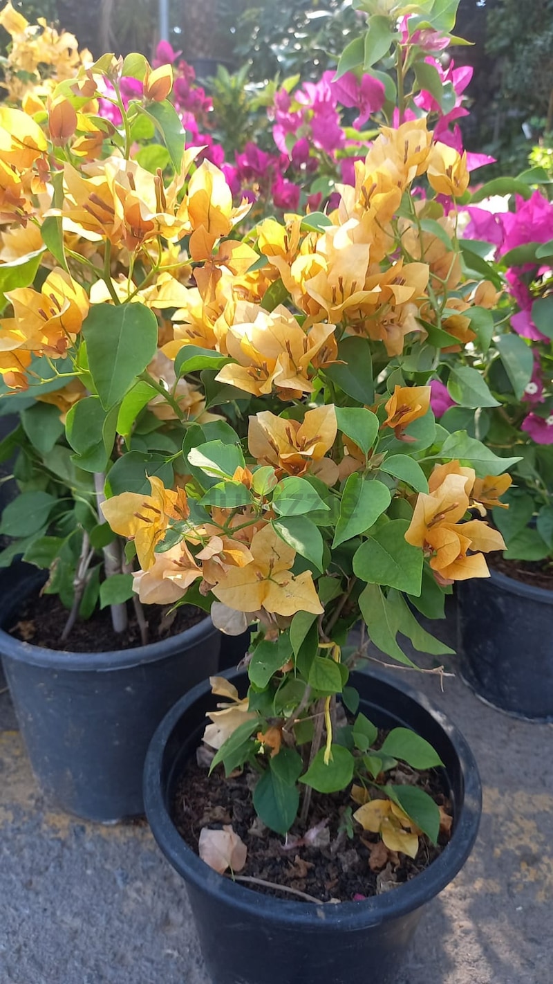 Buy & sell any Plants online - 431 used Plants for sale in Abu Dhabi |  price list | dubizzle Page-9