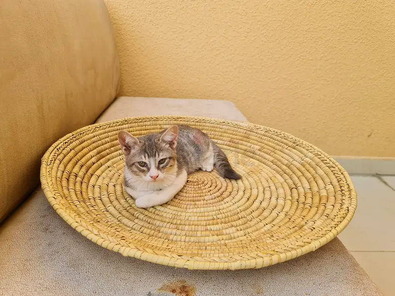 Cats online 358 Cats in Dubai price list Page7