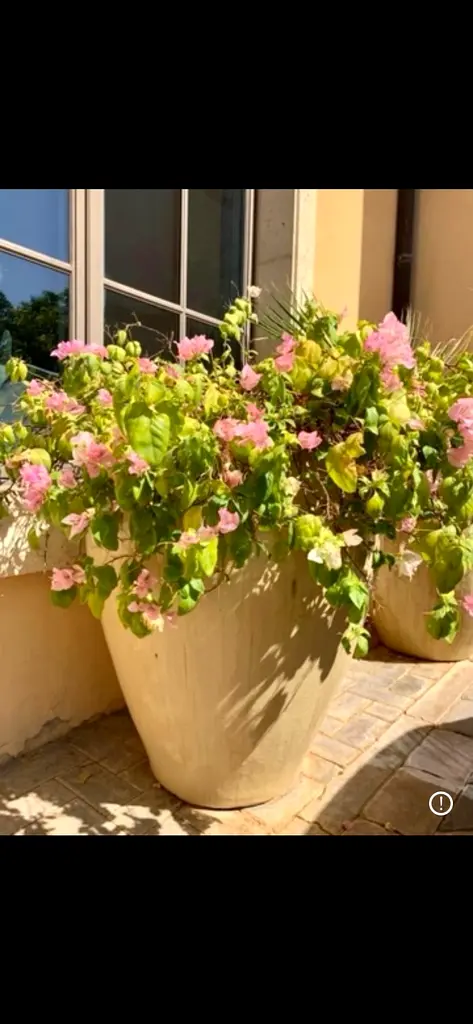 Buy & sell any Plants online 506 used Plants for sale in Dubai