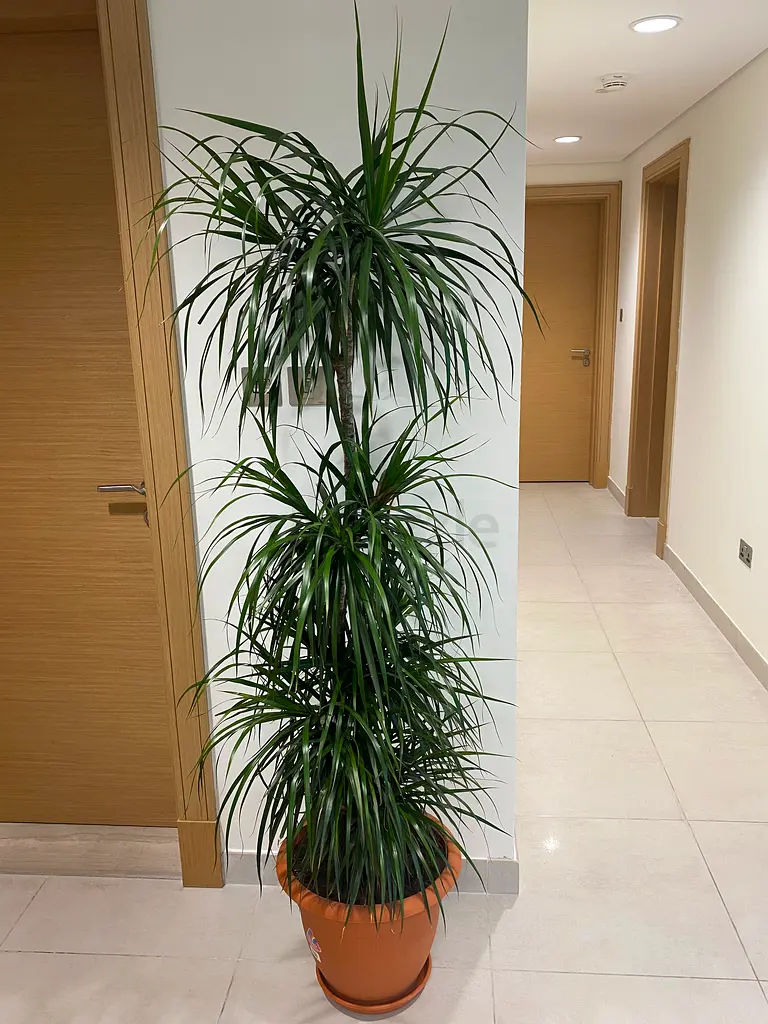 Buy & sell any Plants online 1194 used Plants for sale in All Cities