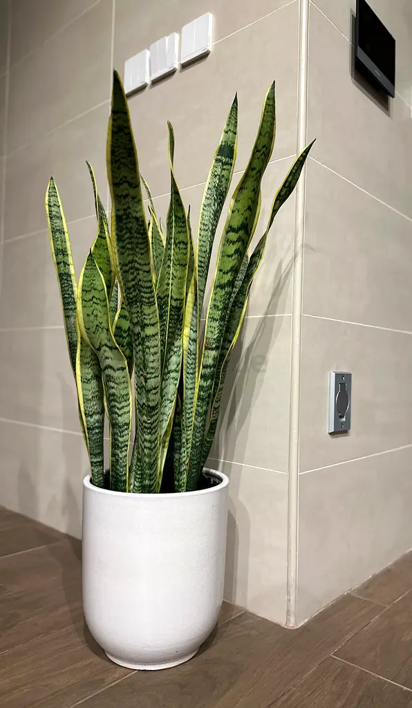 Buy & sell any Plants online 529 used Plants for sale in Dubai