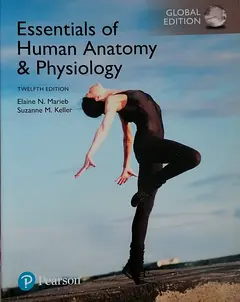 Essentials of Human Anatomy and Physiology for sale