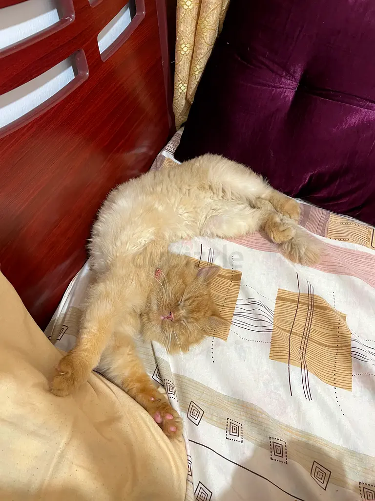 Pets online 915 Pets in Abu Dhabi price list Page8