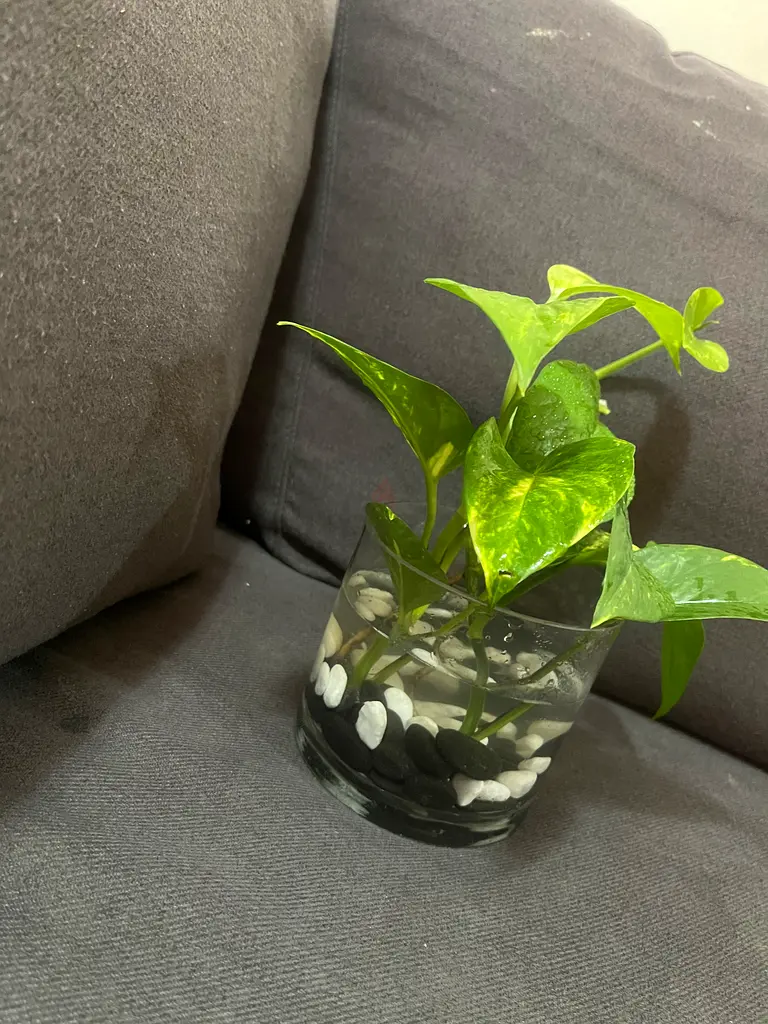 Indoor plant