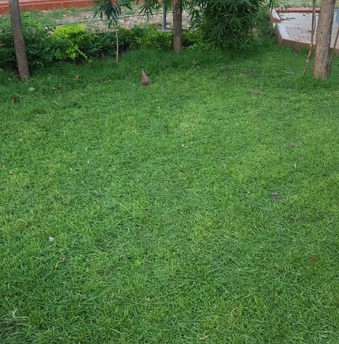 paspalum  Natural Grass
