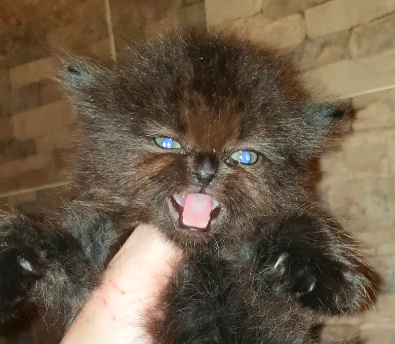 Beautiful Chocolate Persian kitten kitty cat