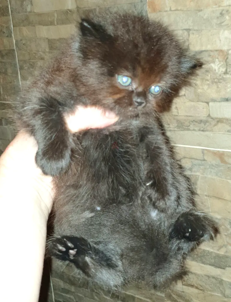 Beautiful Chocolate Persian kitten kitty cat