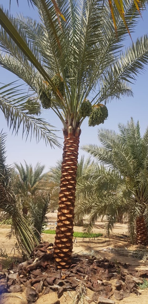 Dates palm tree for sale