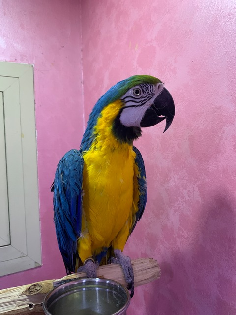 Blue-and-yellow macaw lovely