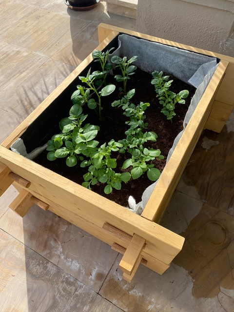 Gardenbed for growing potatoes