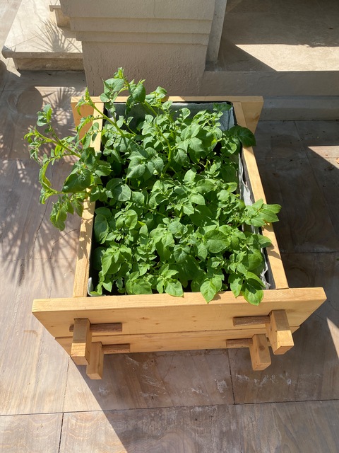 Gardenbed for growing potatoes