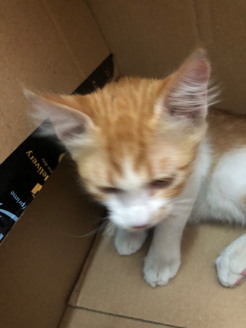 Kitten found in al rigga area