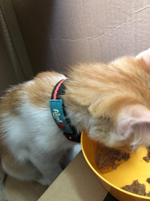 Kitten found in al rigga area