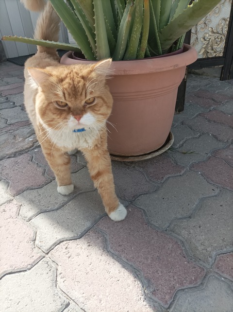 I lost my cat in Al Wasl Dubai