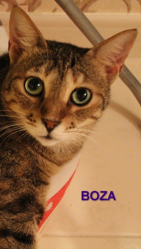 Lost a cat BOZA!