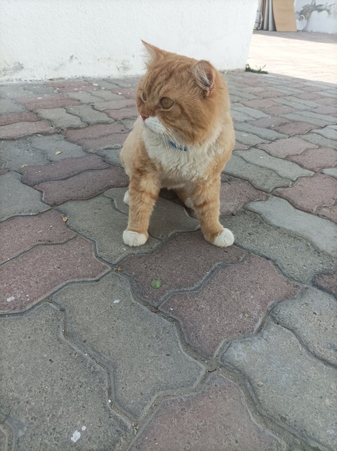 I lost my cat in Al Wasl Dubai