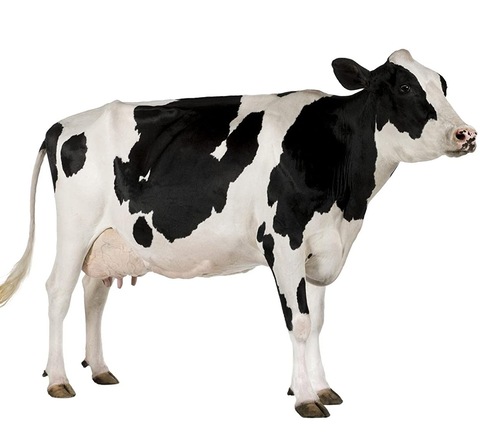 Cow Manure “Organic” 100% Natural Fertilizer