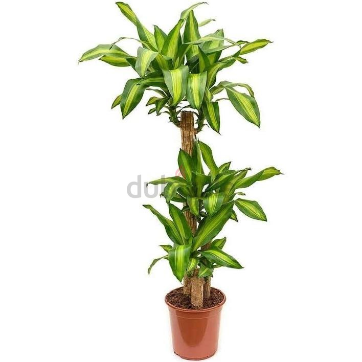 Plants pots-1