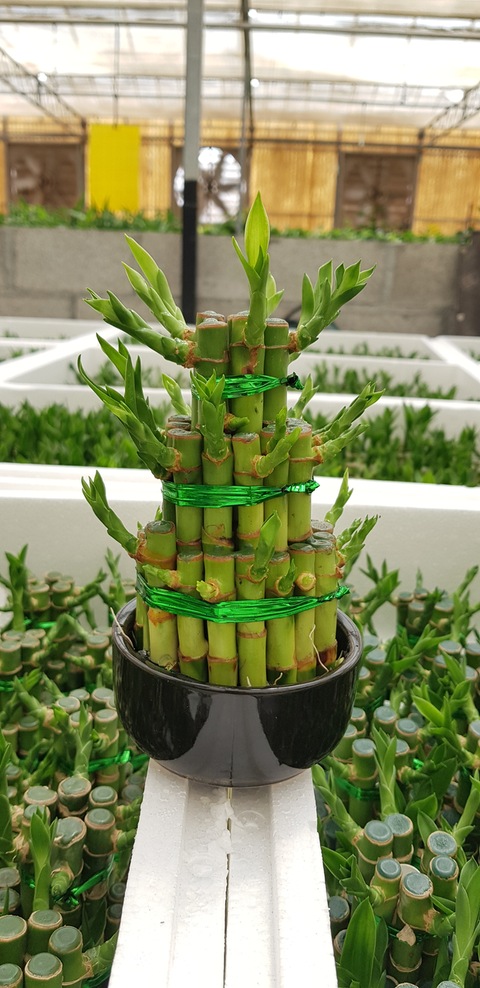 HURRY UP!!!  FLASH SALE !!! Lucky bamboo step type for sale!
