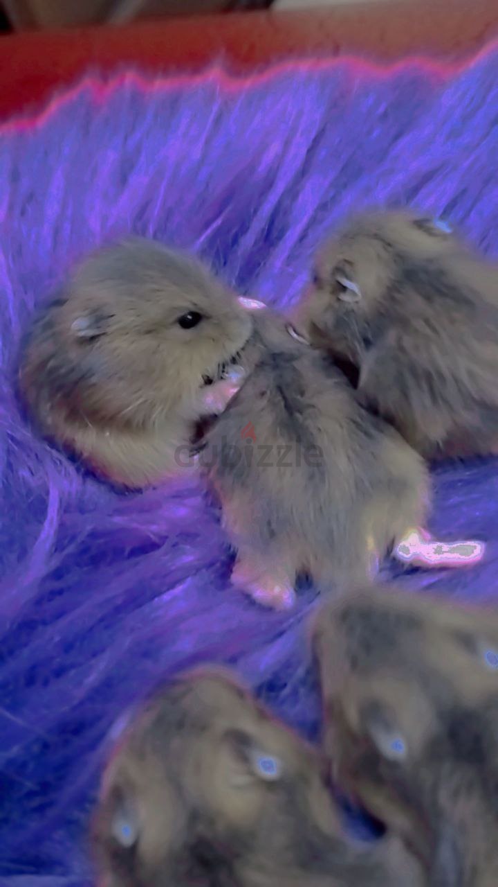 fluffy baby hamster
