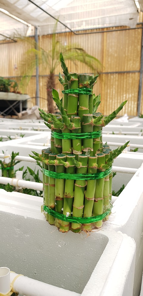 HURRY UP!!!  FLASH SALE !!! Lucky bamboo step type for sale!