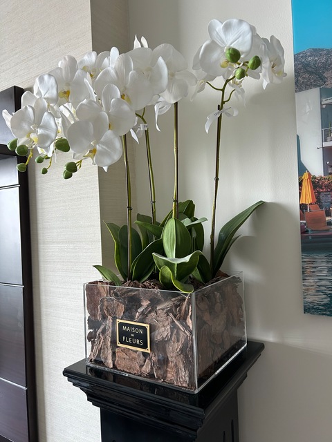 Orchids with podium