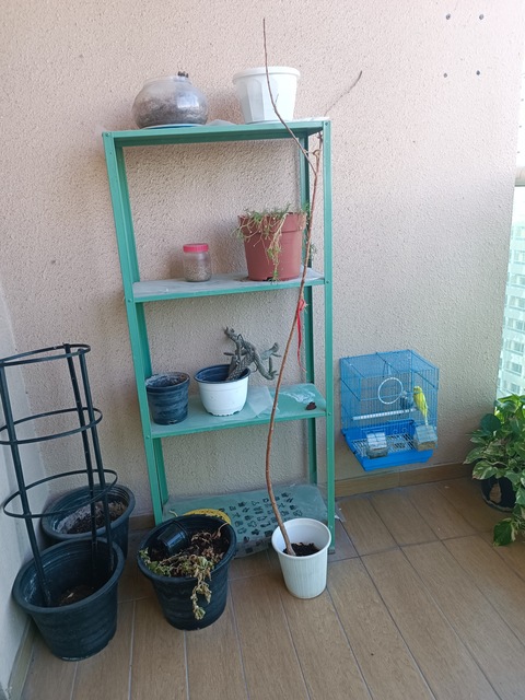 Sage green plant stand, various plants