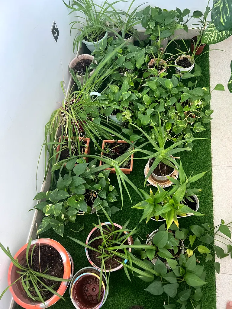 Indoor plants with free soil