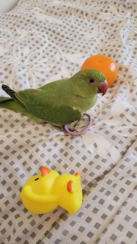 Lost green parrot