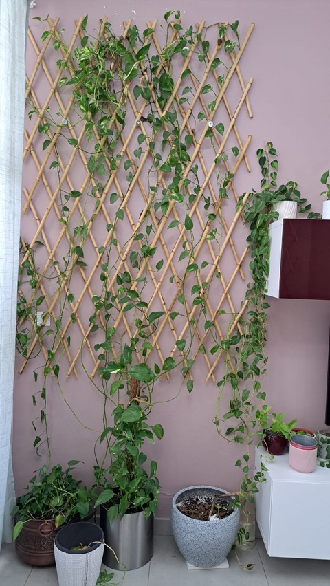5m+ Very large climbing money plant for sale
