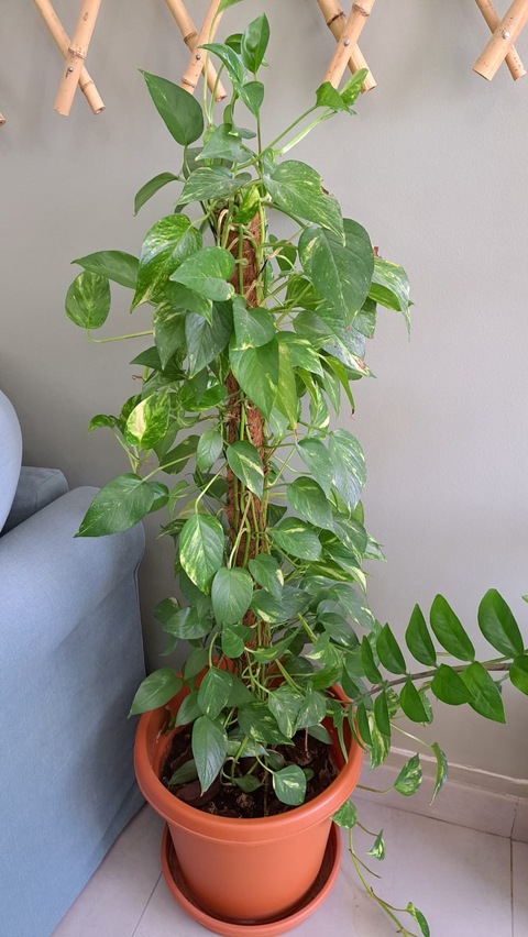 Healthy large money plant with pot for sale