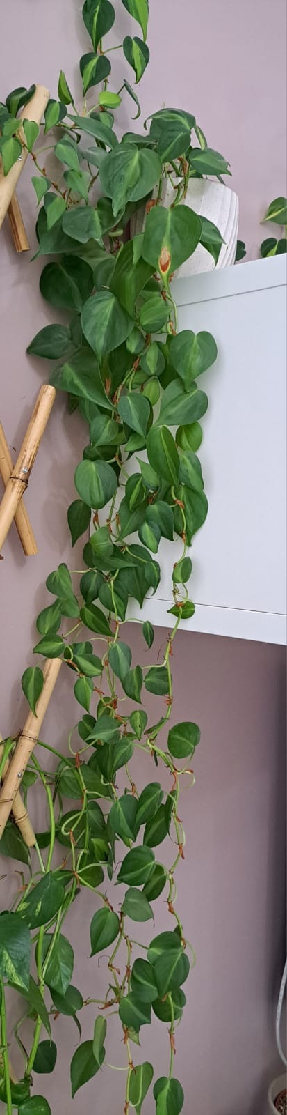 Healthy 2m+ Beautiful Heartleaf philodendron for sale