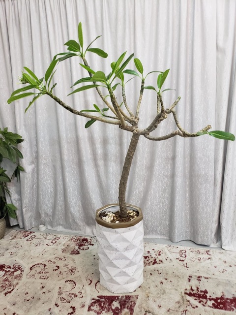Big Frangipani plant with pot