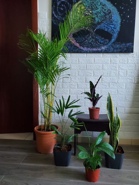 Take all 5 easy to take care indoor plants  200 dhs only