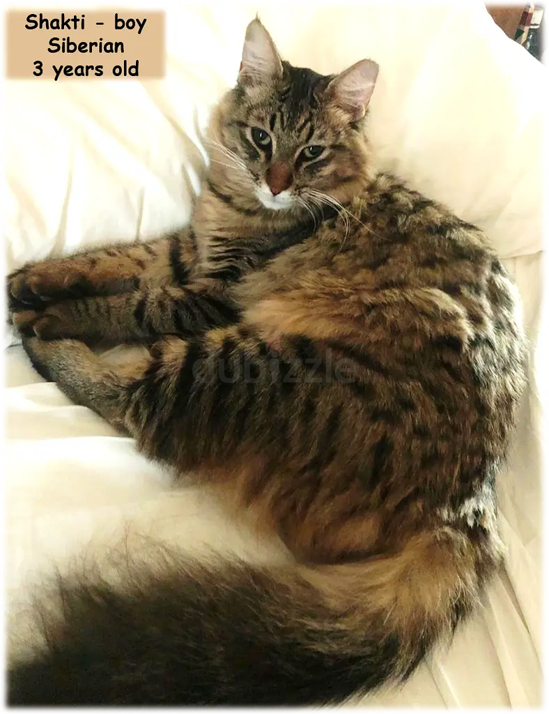 Would You Like to Make an Unwanted Pet Part of Your Family?