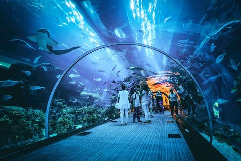 Dubai mall under water zoo and aquarium 140