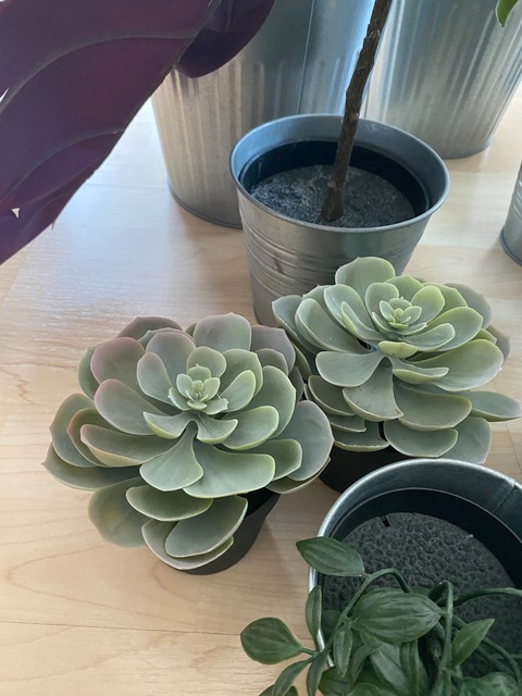 13 plastic indoor plants and pots