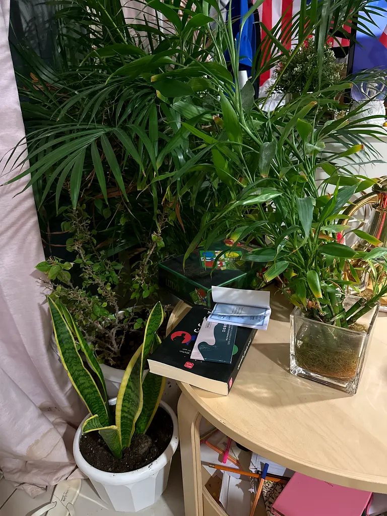 Indoor plants