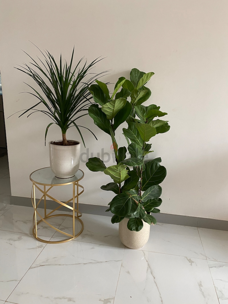 Set of beautiful indoor plants | dubizzle