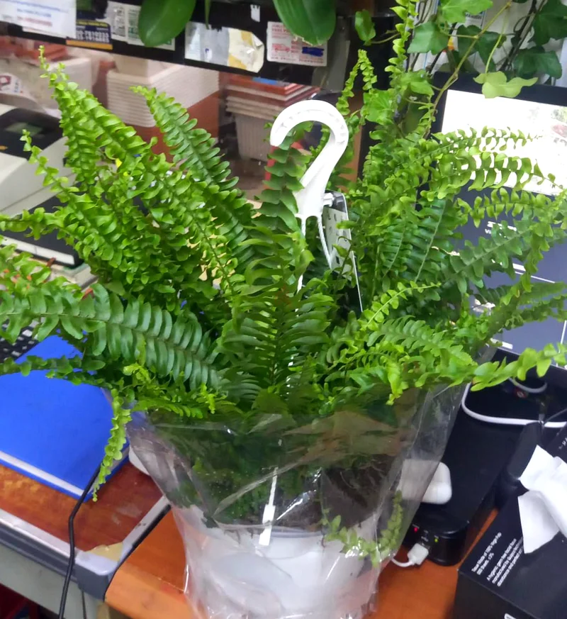Hanging Boston Fern