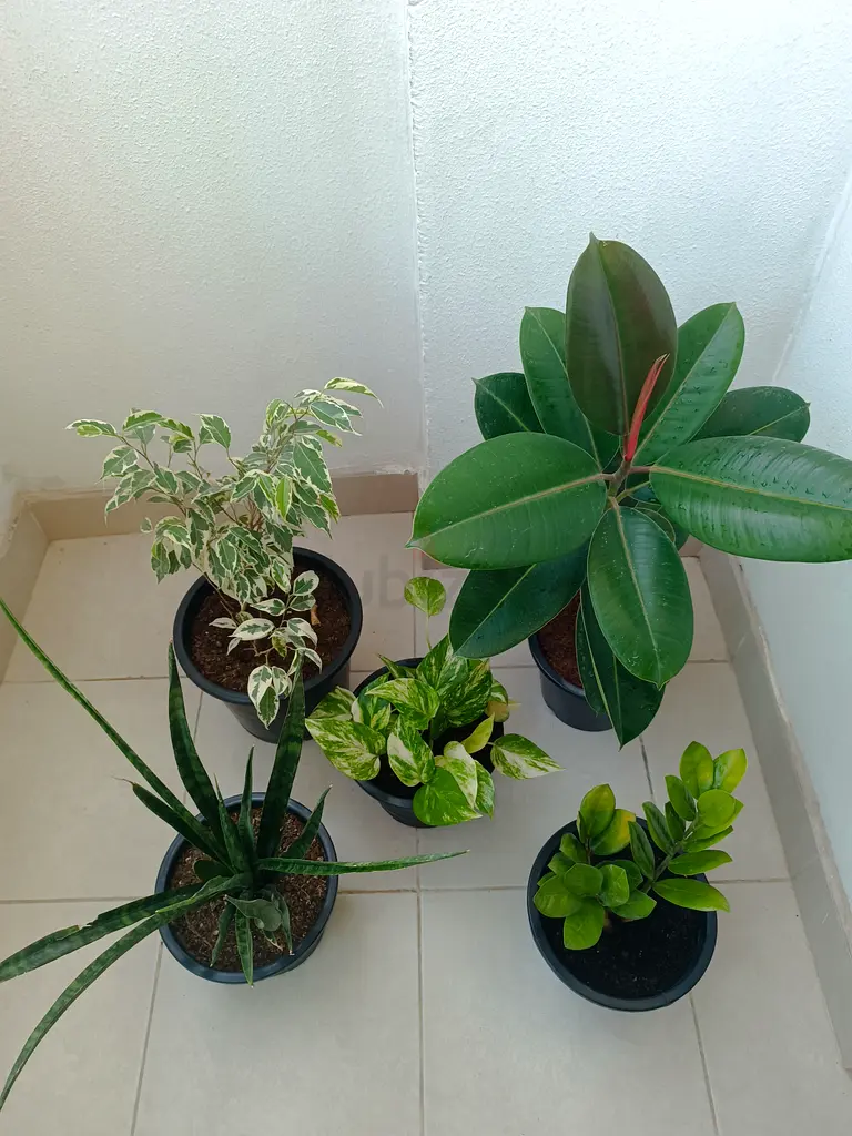 Set of 5 Indoor Plants