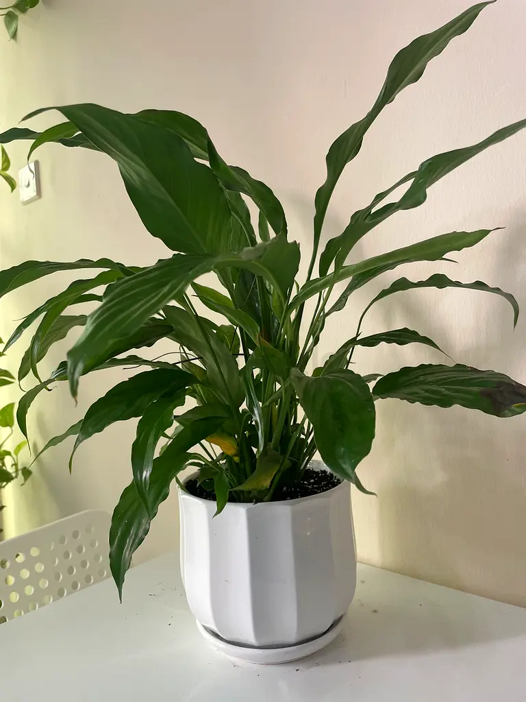 Indoor plants in great condition