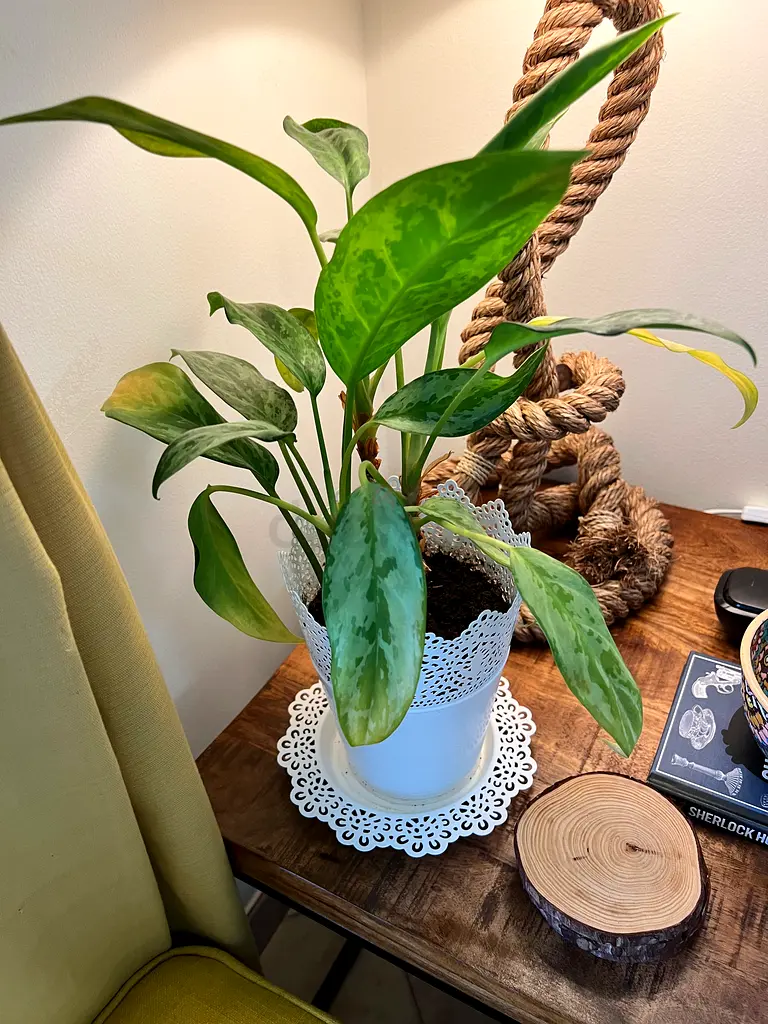 Indoor plants for sale